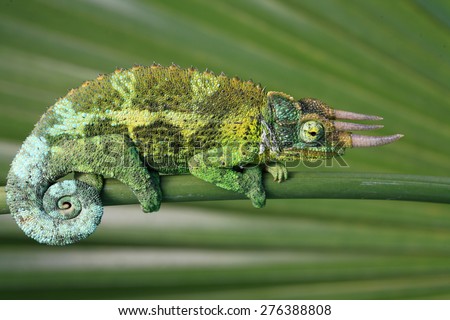chameleon, hawaiian, closeup, lizard, jackson\'s, green, macro, horn, endemic, nature, gecko, hawaii, animal, wildlife