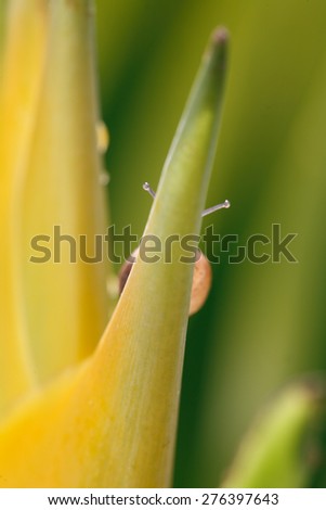 Snail on yellow Heliconia flower. Hawaii, Maui, USA
