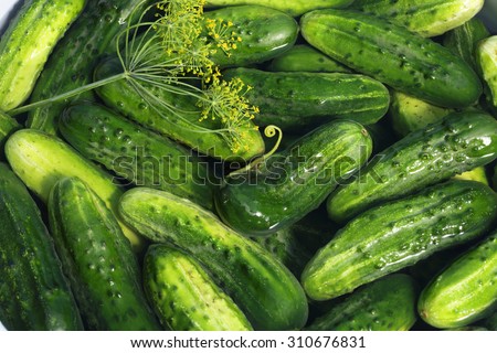 Preserving cucumbers with garlic and spices / cucumbers background