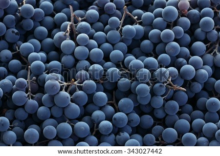 Red wine grapes background/ dark grapes/ blue grapes/ wine grapes