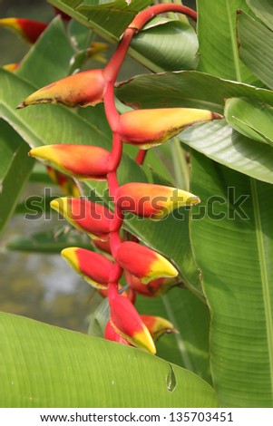 Close up on beautiful tropical plant red heliconia