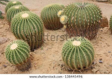 cactus on sand ground