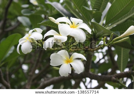 white and yellow Frangipani or Pagoda tree or Temple tree natural background
