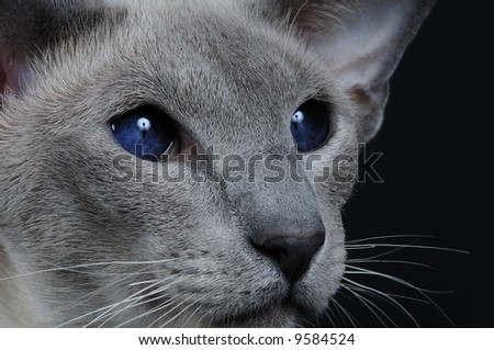 portrait of siamese cat with dark blue eyes