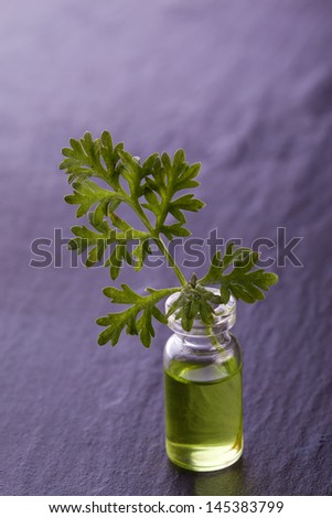 wormwood herb essence natural medicine