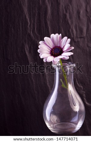 white daisy maguerite flower in glas vase