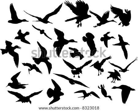 Vector illustrations black illustrations of birds. Vector illustrations black
