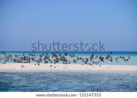 Wonderful landscape with turquoise sea, a little island and birds flock in Maldives