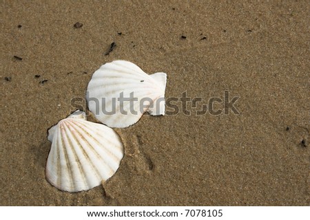 shells on the seashore