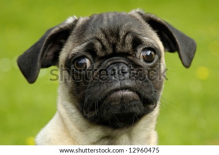 A nice pug