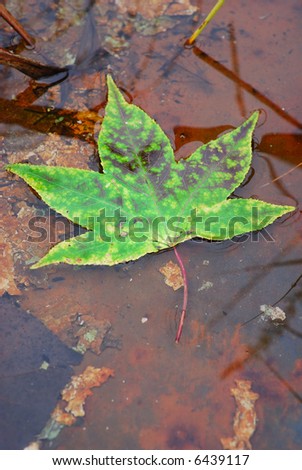 Green maple leaf  floating in water