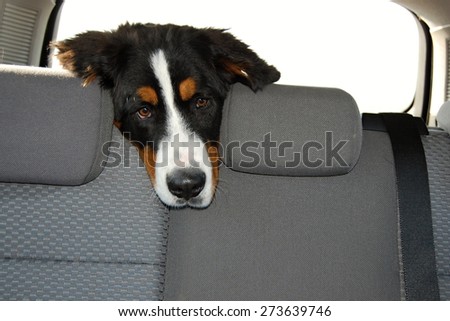 Bernese mountain dog during common way by car.