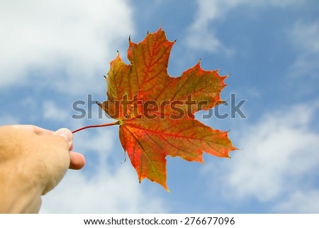falling leaves - autumn color