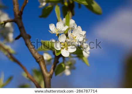 Pear blossom on a background of blue sky (Shallow DOF).