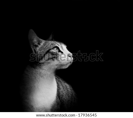 Cats Black Background