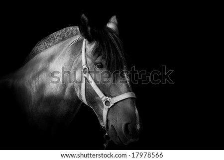 Portrait of a horse on dark background