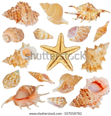 Seashells And Starfish
