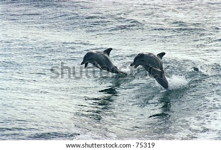 Jumping dolphins, Rockingham, Western Australia