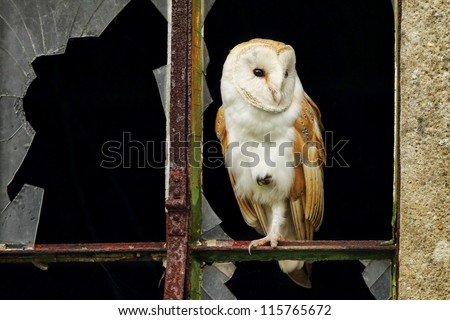 Barn Owl in window with broken glass