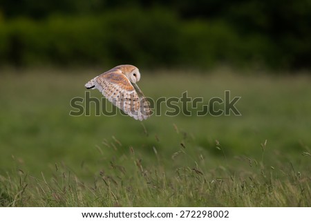 Barn owl hunting over long grasses at dusk