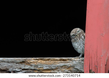 Little baby owlet peeping around door in old barn