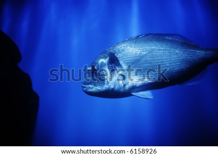 big fish in ocean