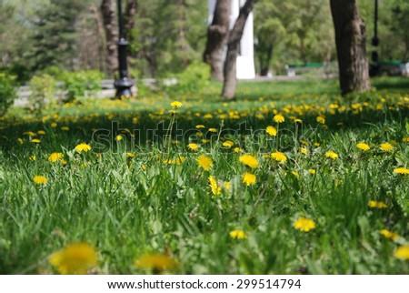 glade of dandelions in the city Park/ meadow dandelion/ yellow dandelions in the Park