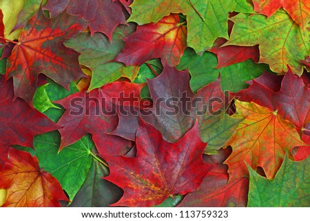 Maple carved leaves natural floral autumn colorful background
