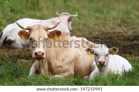 Two cows full face view on green grass with third one in background