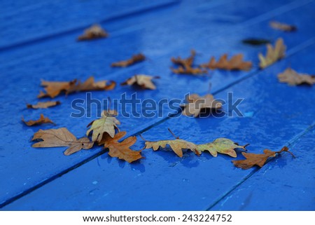 Dry autumn oak leaves on blue surface with rain drops