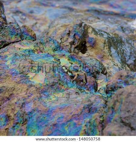 crab and rainbow reflection of crude oil spill on the stone at the beach, focus on crab