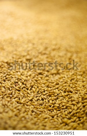 barley background with shallow depth of field, ingredient to make beer
