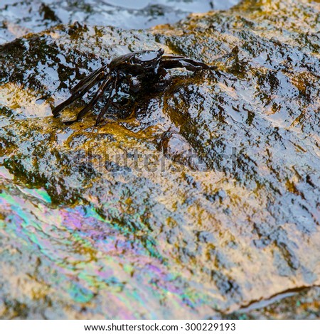 crab and rainbow reflection of crude oil spill on the stone at the beach, focus on crab