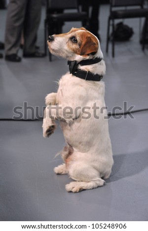 LOS ANGELES, CA - JANUARY 31, 2012: Uggie at Red Studios in Hollywood where the cast & crew of The Artist were presented with the Made in Hollywood award. January 31, 2012  Los Angeles, CA