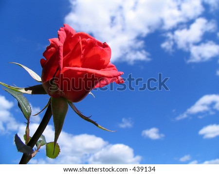Rose and sky