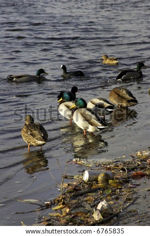 Wildlife On A Polluted River