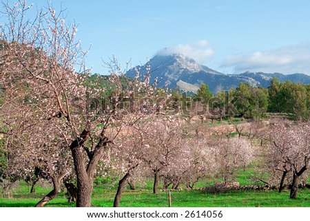 almond blossom and mountain