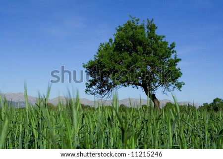 lone tree in unripe wheat field