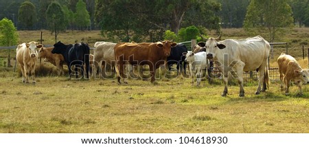 australian beef cattle herd panorama scene