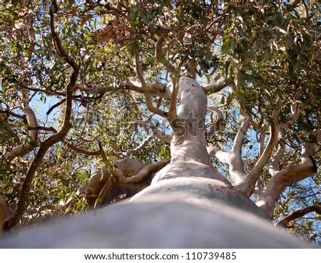 Australian Tree  Forest Red Gum Eucalyptus tereticornis trunk and branches