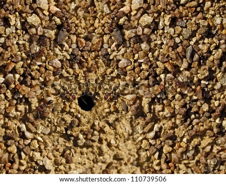 Australian bull ants nest entry in stony pebble granite texture background