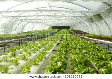 Organic Hydroponic Vegetable Garden Stock Photo 108292739 ...