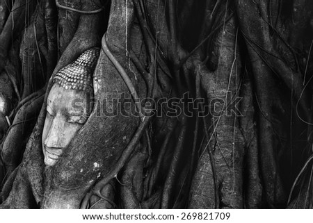 Budha head in a tree in black and white filter