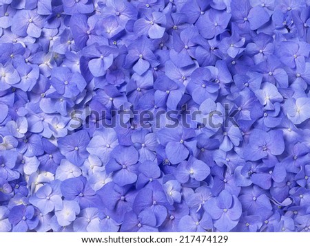 Purple hydrangea/Purple hydrangea  full screen