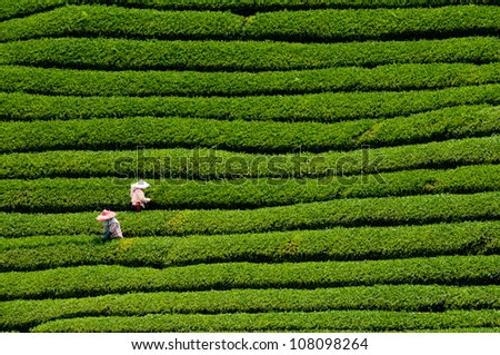 Farmers in the tea garden