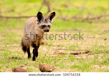 Bat Eared Fox, Ruaha National Park, Tanzania.