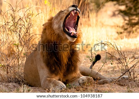Male Lion yawning, Ruaha National Park, Tanzania.