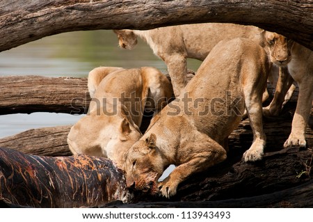 Lions fighting over scraps. Ruaha National Park, Tanzania.