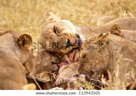 A Pride of Lions devours a baby Hippo.  Ruaha National Park, Tanzania.