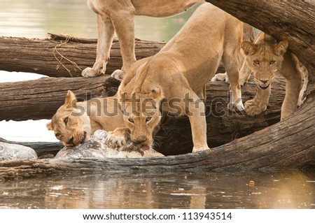 Pride of Lion feasting on a Hippo Kill in the Ruaha National Park, Tanzania.
